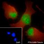 Anti-TDP43 Mouse mAb
