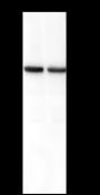 Anti-ERO1L Mouse mAb