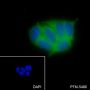 Anti-ERO1L Mouse mAb