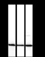Anti-BAX Mouse mAb