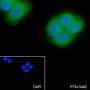 Anti-BAX Mouse mAb