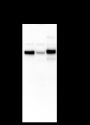 Anti-SQSTM1/p62 Rabbit mAb