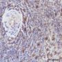 Anti-SQSTM1/p62 Rabbit mAb