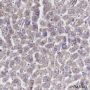 Anti-SQSTM1/p62 Rabbit mAb