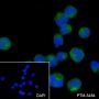 Anti-Fas Mouse mAb
