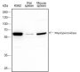Anti-Myeloperoxidase Rabbit mAb