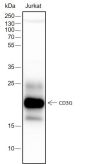 Anti-CD3 gamma Rabbit mAb