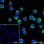 Anti-CD3 gamma Rabbit mAb
