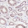 Anti-Calpain Small Subunit 1 Rabbit mAb