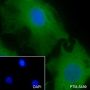 Anti-Calpain Small Subunit 1 Rabbit mAb