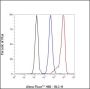 Anti-Calpain Small Subunit 1 Rabbit mAb