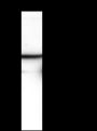 Anti-Keratin HMW Rabbit mAb
