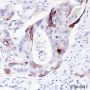 Anti-Keratin HMW Rabbit mAb