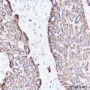 Anti-Keratin HMW Rabbit mAb
