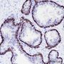 Anti-Keratin HMW Rabbit mAb
