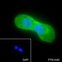 Anti-Keratin HMW Rabbit mAb