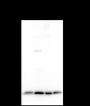 Anti-COMMD1 Mouse mAb