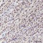 Anti-COMMD1 Mouse mAb