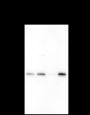 Anti-DCPS Mouse mAb