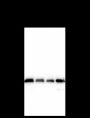 Anti-ERp29 Mouse mAb