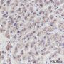 Anti-ERp29 Mouse mAb