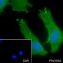 Anti-ERp29 Mouse mAb