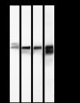 Anti-Calsequestrin 2 Mouse mAb