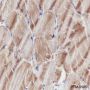Anti-Calsequestrin 2 Mouse mAb