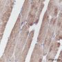 Anti-Calsequestrin 2 Mouse mAb