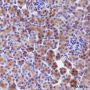 Anti-UBC12 Mouse mAb