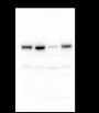 Anti-GNL3 Mouse mAb
