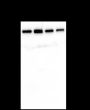 Anti-DDB1 Mouse mAb
