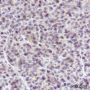 Anti-DDB1 Mouse mAb
