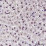 Anti-DDB1 Mouse mAb