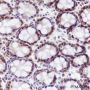 Anti-DDB1 Mouse mAb