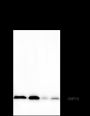 Anti-CNPY2 Mouse mAb