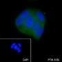 Anti-CNPY2 Mouse mAb