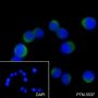 Anti-CD40 Mouse mAb