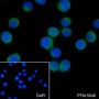 Anti-CD28 Mouse mAb