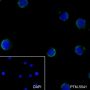 Anti-CD43 Mouse mAb