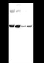 Anti-FOXD3 Mouse mAb