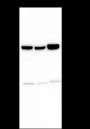 Anti-SMARCD3 Rabbit mAb