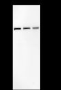 Anti-Arp5/ACTR5 Mouse mAb