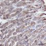 Anti-Bcl-G Mouse mAb
