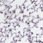 Anti-Bcl-G Mouse mAb