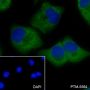Anti-Bcl-G Mouse mAb