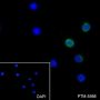 Anti-CD5 Mouse mAb