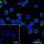 Anti-CD86 Mouse mAb