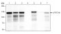 Anti-p130Cas/BCAR1 Rabbit mAb