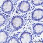 Anti-Napsin A Rabbit mAb